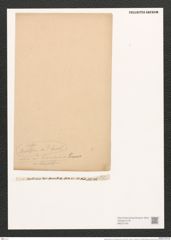 Nitzschia vitrea var. finmarchica Grun. (de-Toni-Nr.: Genus 47, Species 2112) Zeichnungen Sammlung Grunow (NHMW-BOT-W0372185)